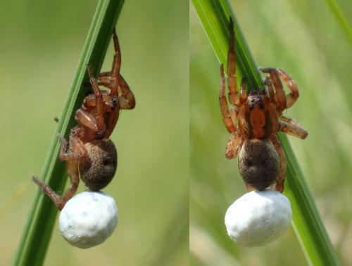 Pirata_sl sp.
