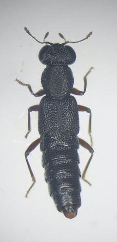 Stenus sp.