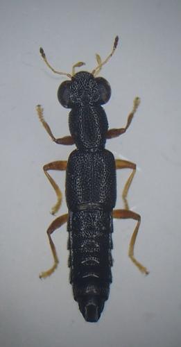Stenus flavipes