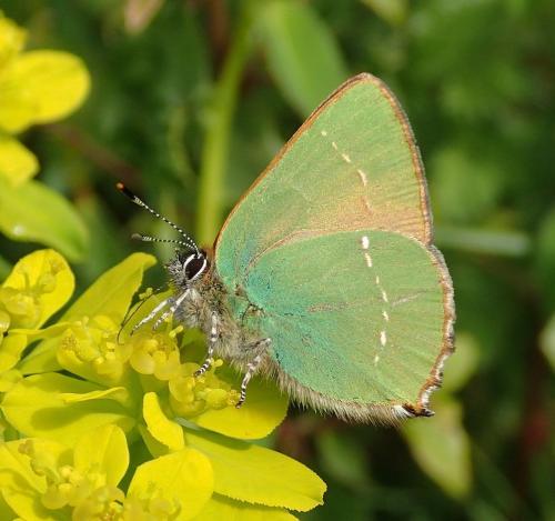 Réf. 161 807 : Callophrys rubi