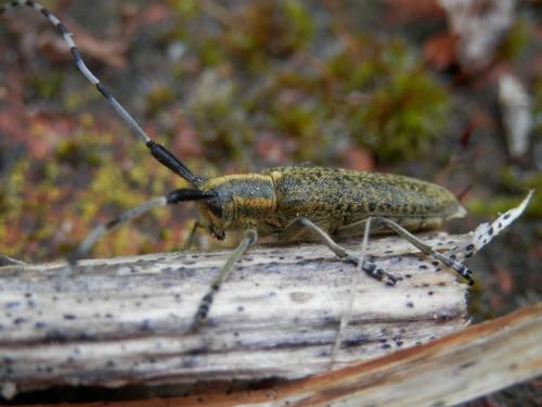 Agapanthia villosoviridescens