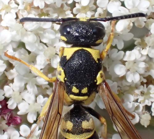 Réf. 161 105 : Allodynerus delphinalis