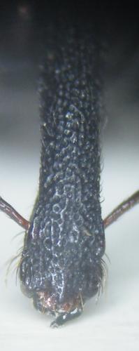 Procas armillatus