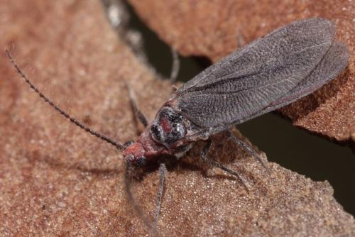 Palaeococcus fuscipennis