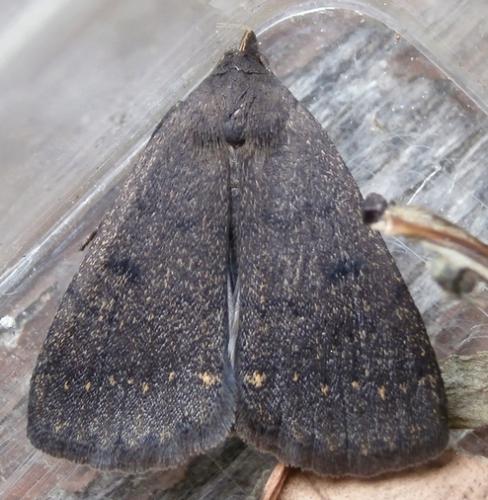 Réf. 161 606 : Nodaria nodosalis