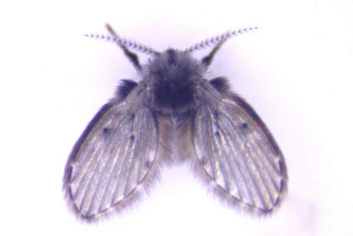 Clogmia albipunctata