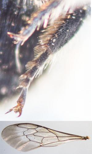 Osmia caerulescens