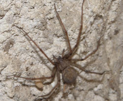 Réf. 161 472 : Tegenaria parietina
