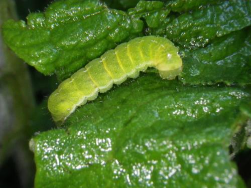 Phlogophora meticulosa
