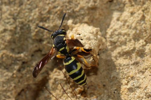Réf. 161 437 : Odynerus sp.