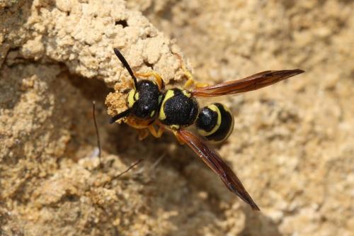 Réf. 161 438 : Odynerus sp.