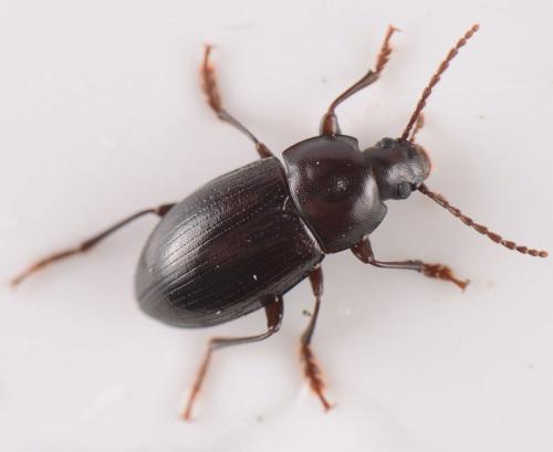 Nalassus laevioctostriatus