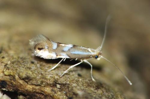 Réf. 161 420 : Phyllonorycter sp.