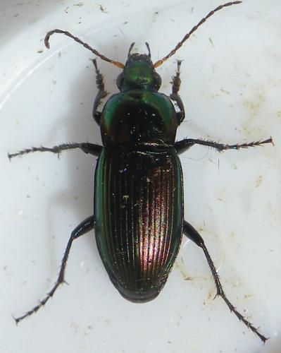 Réf. 161 331 : Poecilus versicolor