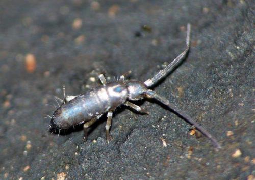 Pogonognathellus flavescens
