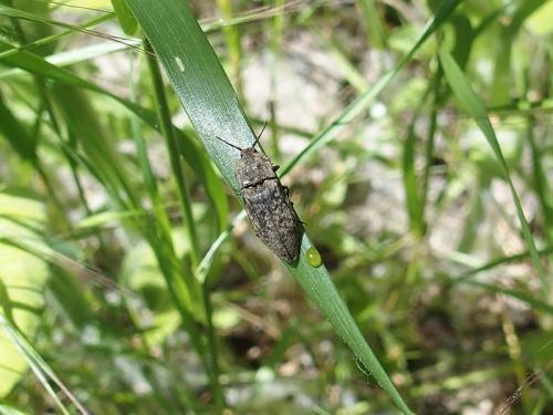 Agrypnus murinus