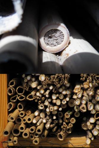 Hotel insectes