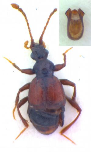 Réf. 161 662 : Rybaxis longicornis