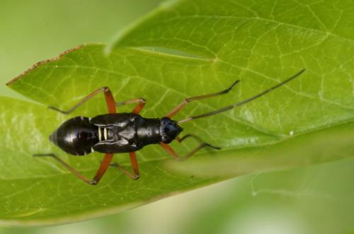 Miris striatus