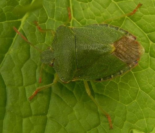 Palomena prasina