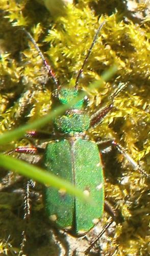 Cicindela campestris