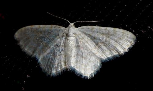 Réf. 161 426 : Asthena albulata