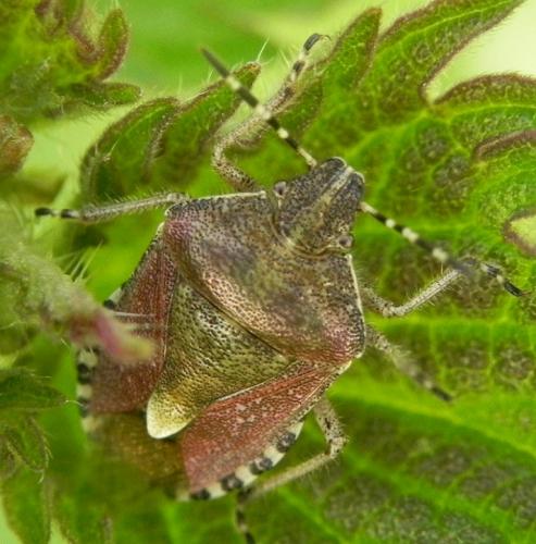 Réf. 161 064 : Dolycoris baccarum