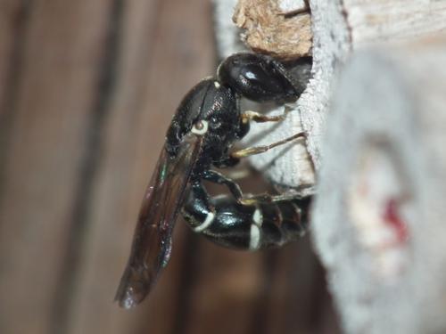 Microdynerus sp.