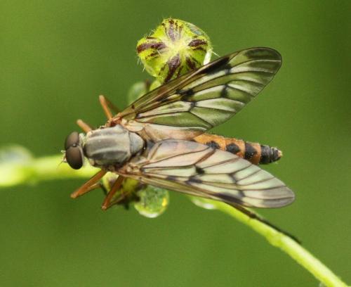 Réf. 161 817 : Rhagio scolopaceus