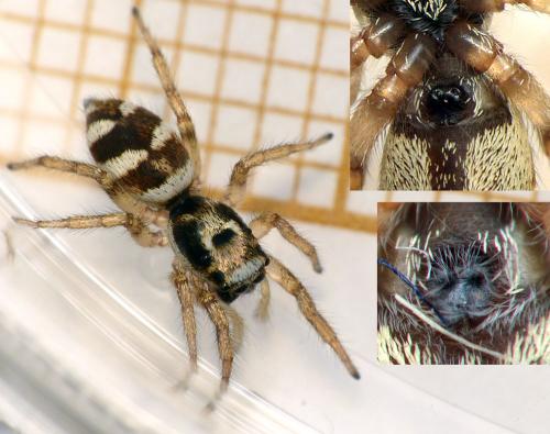 Salticus scenicus