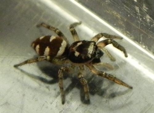 Salticus scenicus