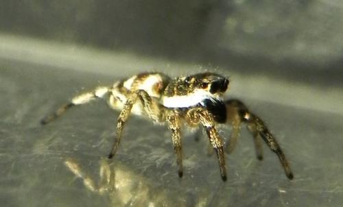 Salticus scenicus
