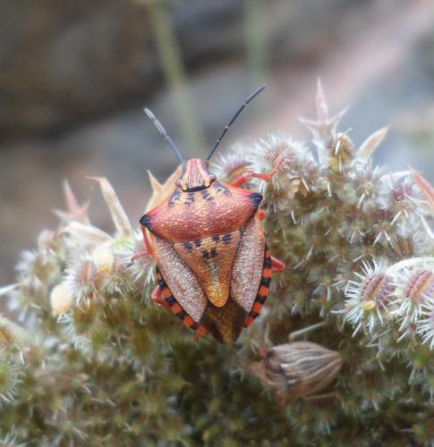 Carpocoris mediterraneus atlanticus