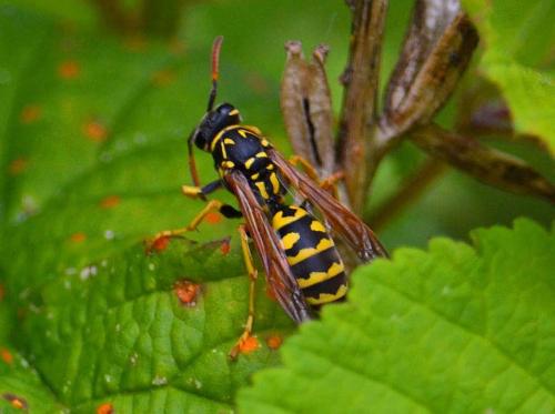 Polistes sp.