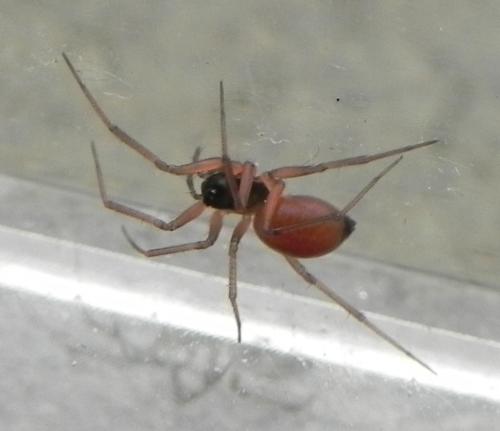 Réf. 161 010 : Ostearius melanopygius