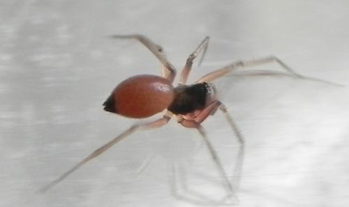 Réf. 161 011 : Ostearius melanopygius