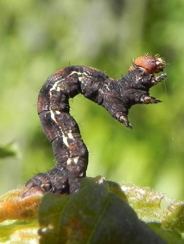 Erannis defoliaria