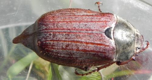 Réf. 161 313 : Melolontha melolontha