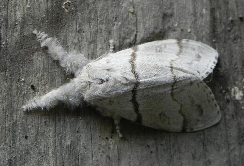 Calliteara pudibunda