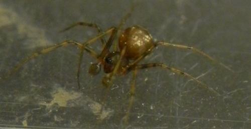 Réf. 161 014 : Lepthyphantes leprosus