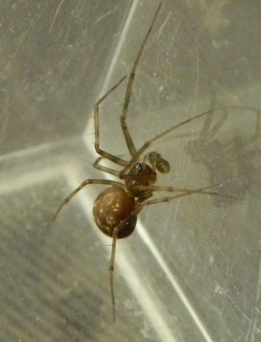 Réf. 161 015 : Lepthyphantes leprosus