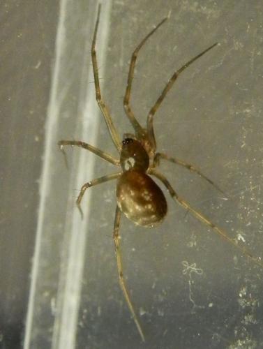 Réf. 161 020 : Lepthyphantes leprosus