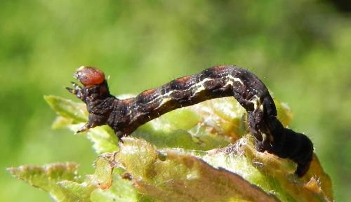 Erannis defoliaria