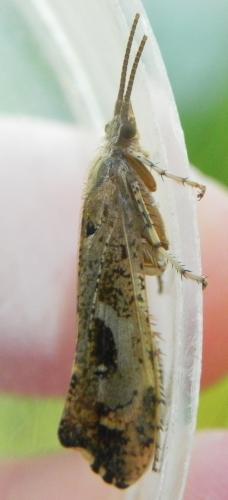 Glyphotaelius pellucidus