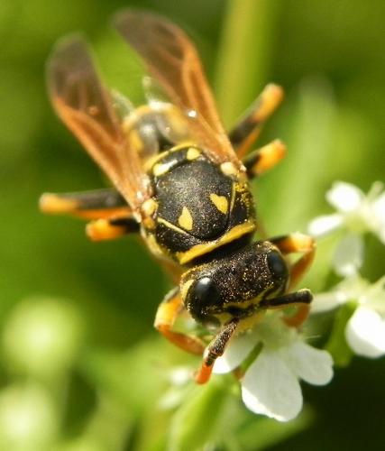 Polistes sp.