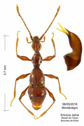 Réf. 161 579 : Seracamaurops perreaui