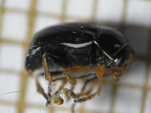 Cryptocephalus sp.