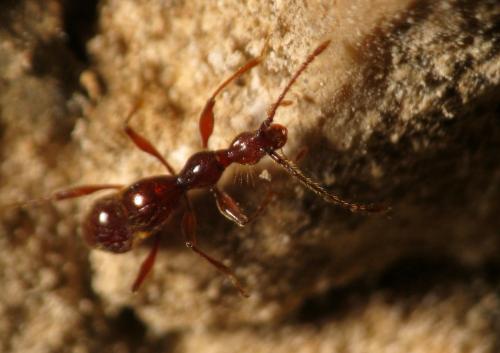 Réf. 161 578 : Seracamaurops perreaui
