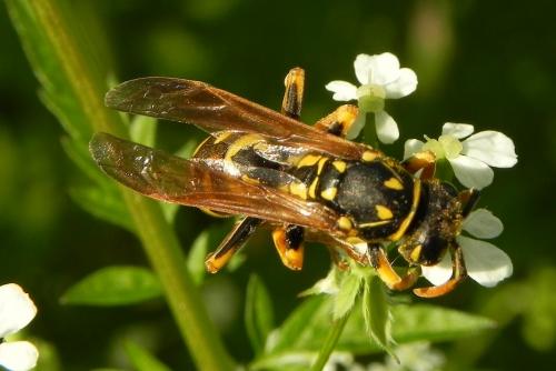 Polistes sp.