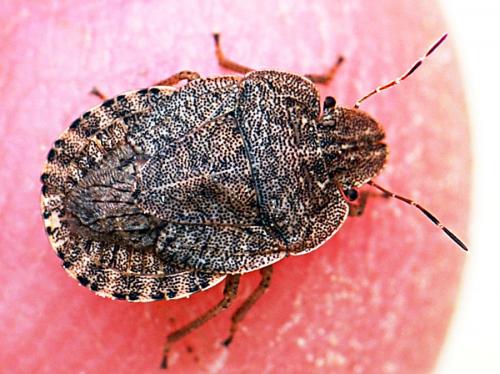 Sciocoris homalonotus
